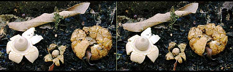 Earth Star in X stereo