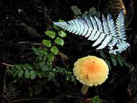 Toadstool and Silver fern: thumbnail.