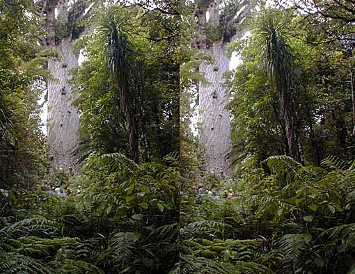 Tane Mahuta, the biggest Kauri Tree, in X stereo