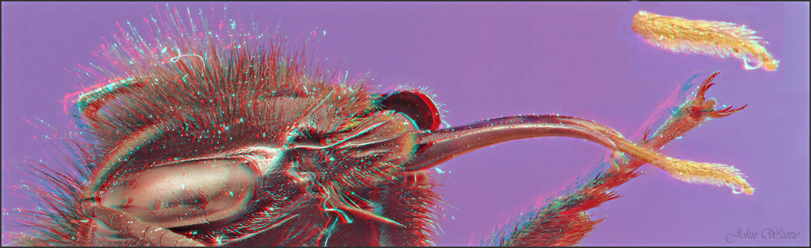 Macro anaglyph of bumble bee tongue in 3D
