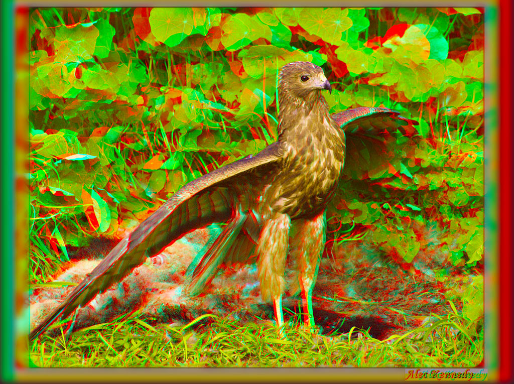 Young Harrier, 500mm stereo base, 600mm equivalent telephoto
