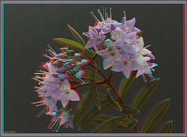 Hebe anaglyph. Photographed on a rotating stage.