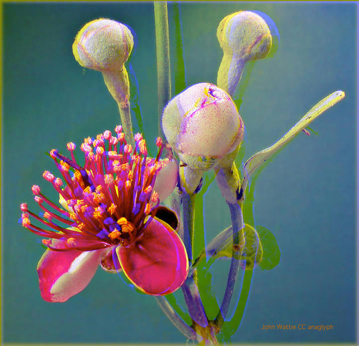 ColorCode Anaglyph: Feijoa flower by John Wattie
