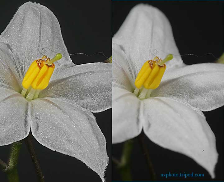 New Zealand Flower: Clematis: Helicon Focus increases depth of field