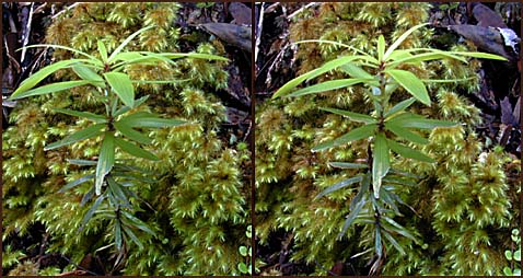 Kauri seedling in x stereoscopic format